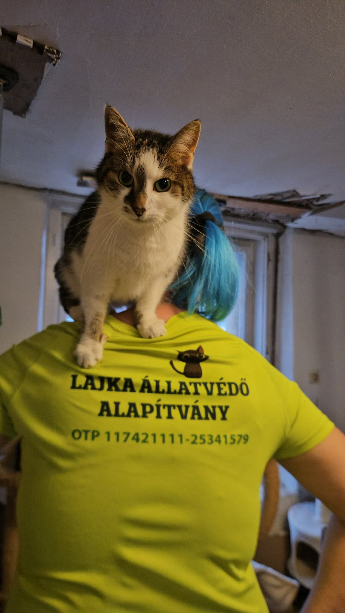 Elvira - 3. miniatűr