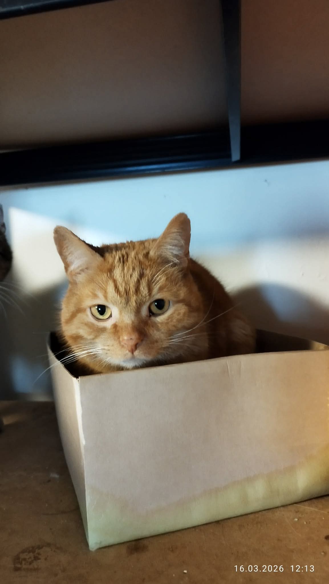 Garfield - 2. miniatűr