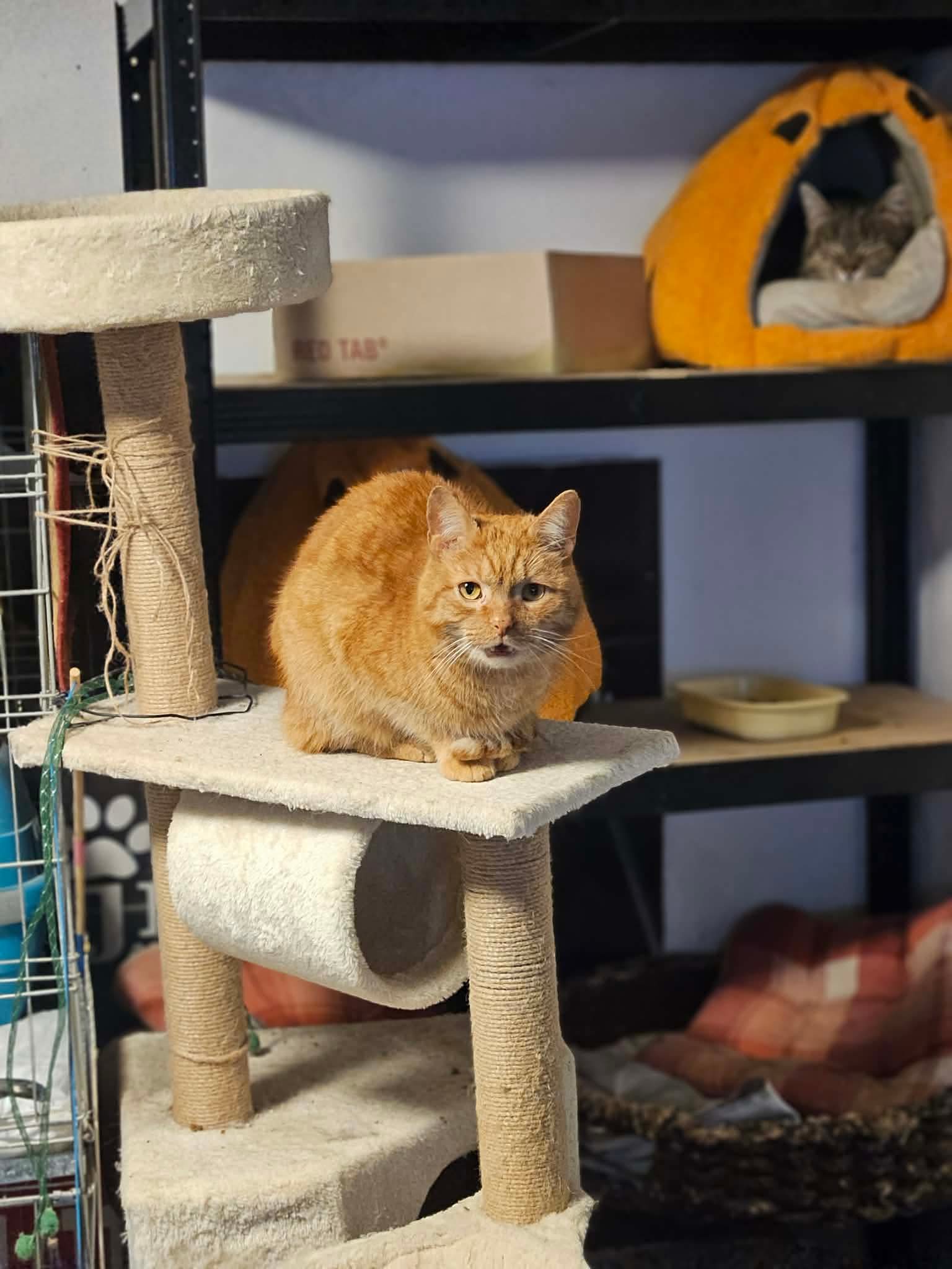 Garfield - 3. miniatűr