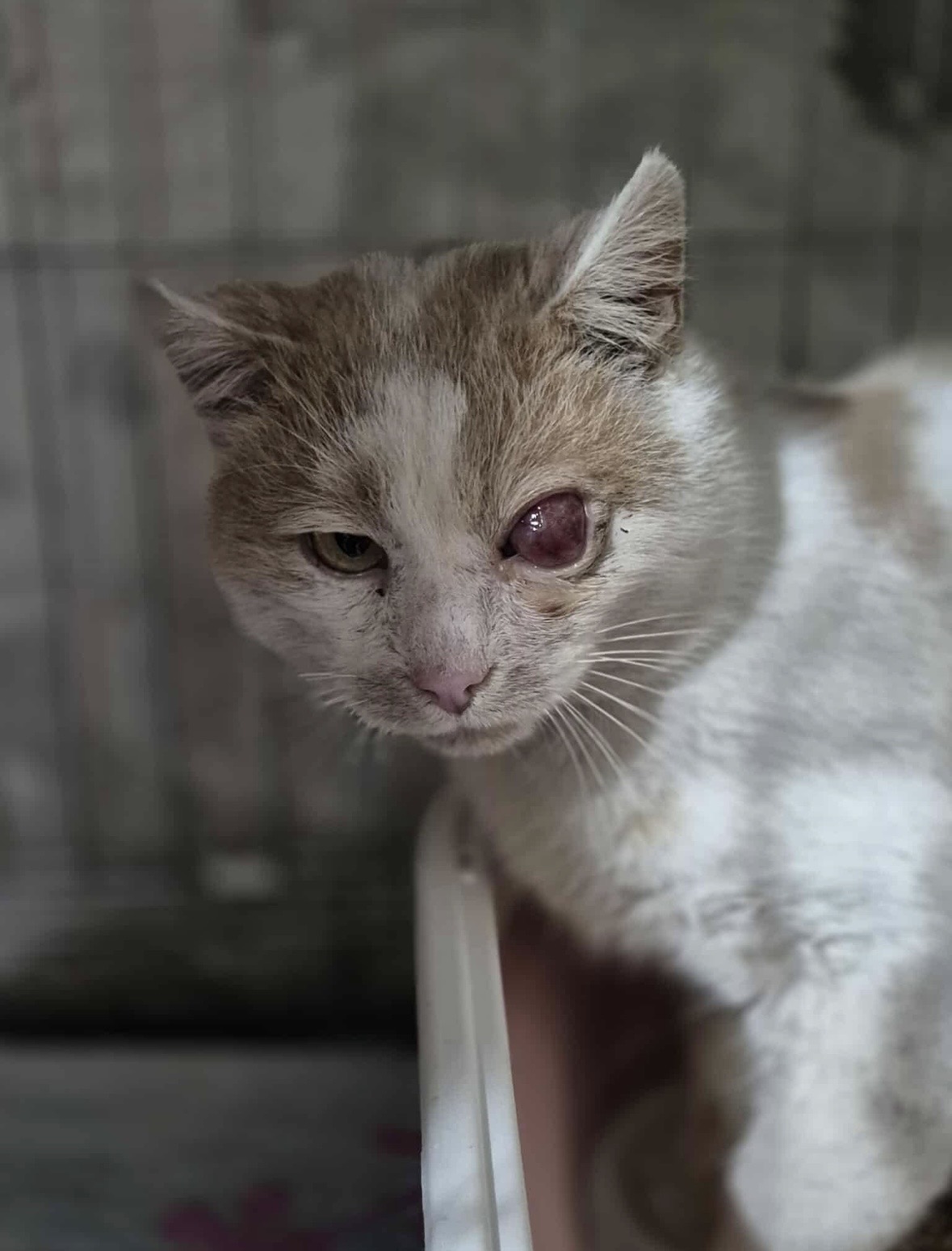 Nudli - 2. miniatűr