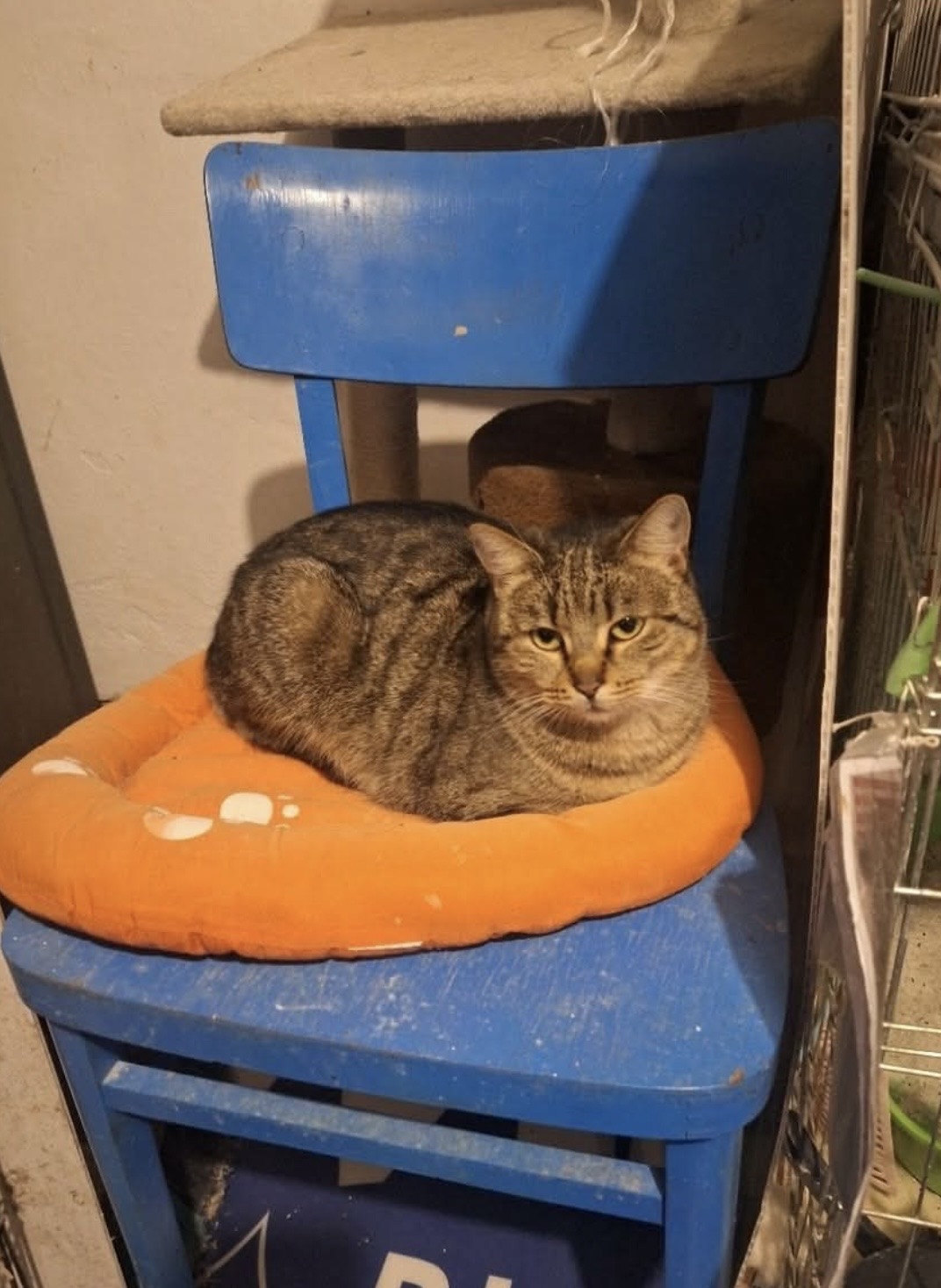 Panni