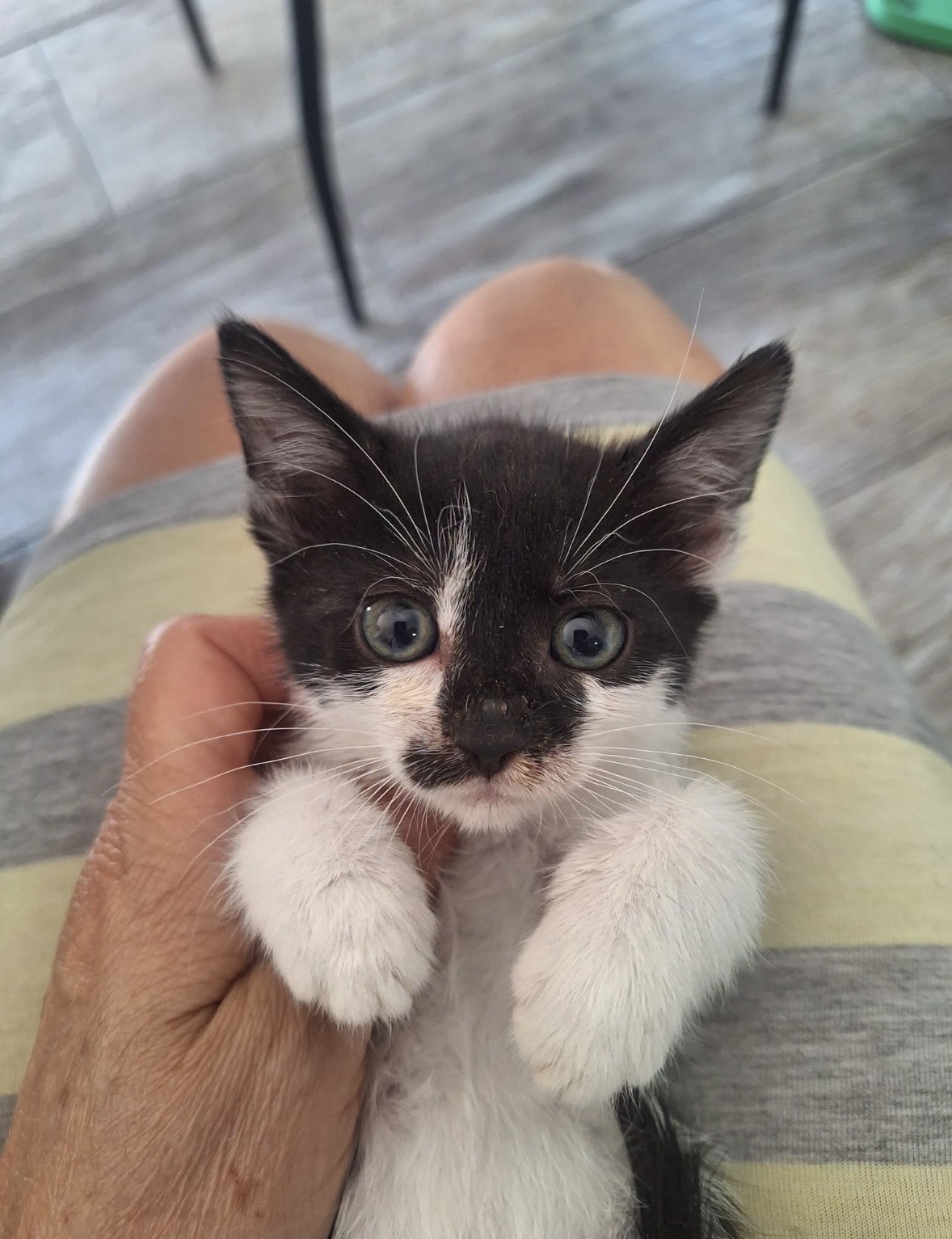 Penelopé