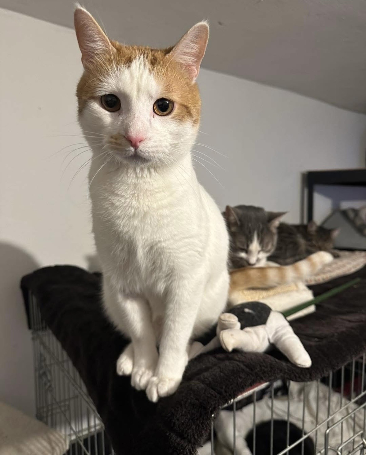 Répa - 4. miniatűr