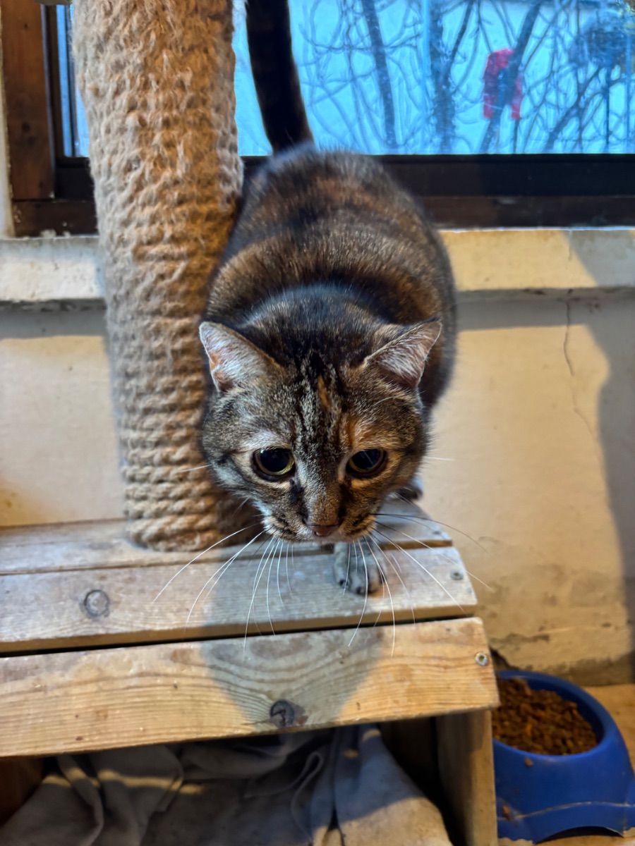 Szemi - 2. miniatűr