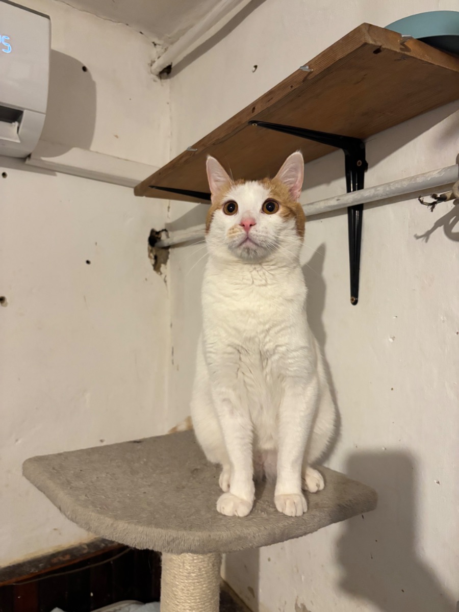 Répa - 3. miniatűr