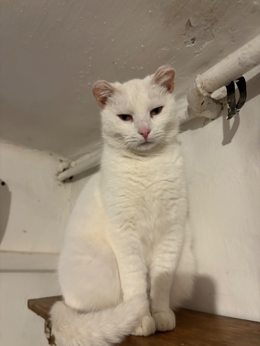 Pille - 3. miniatűr