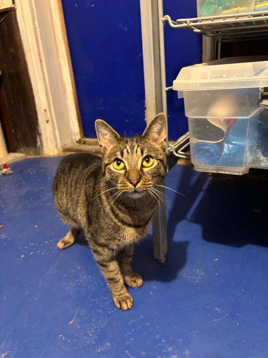 Dilen - 3. miniatűr