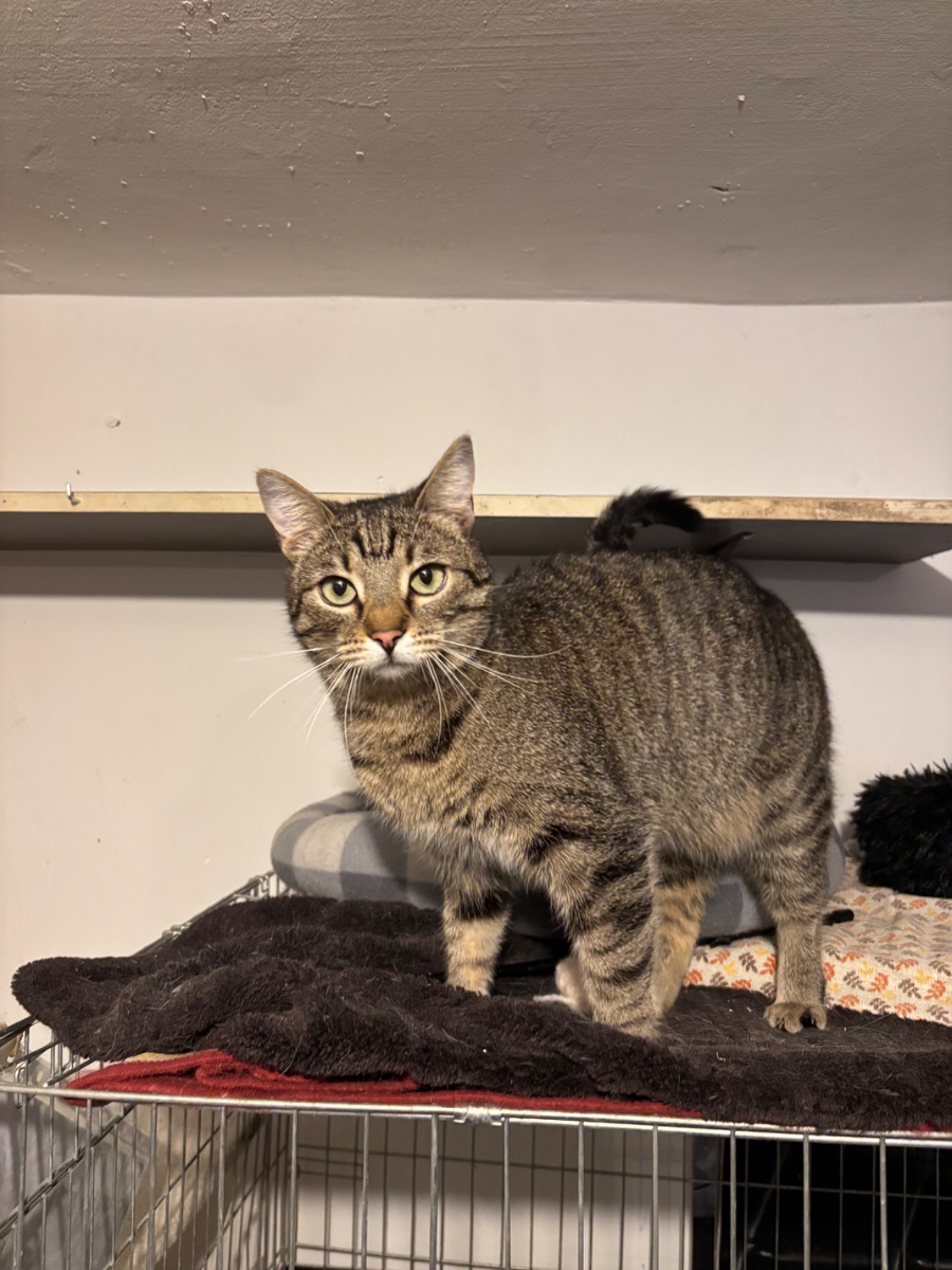 Marézi - 3. miniatűr