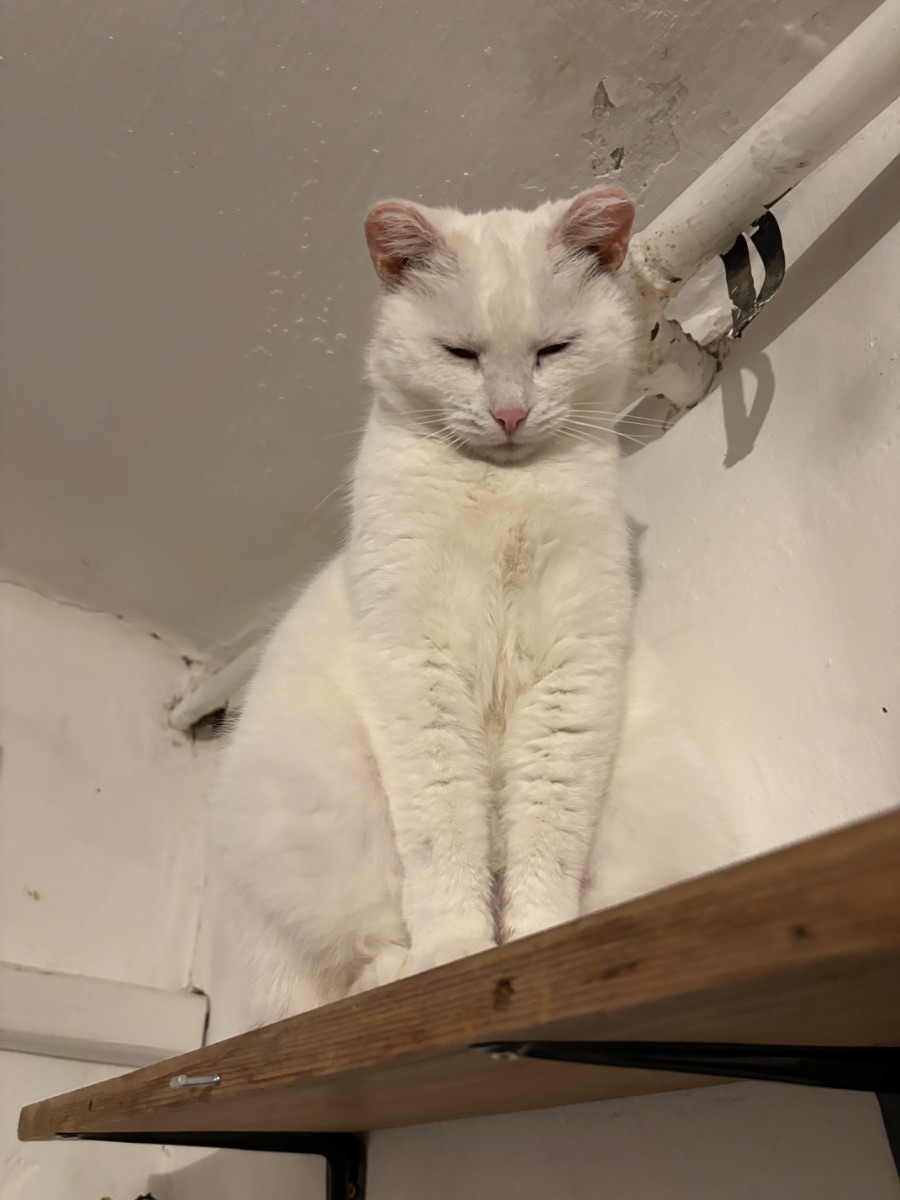 Pille - 2. miniatűr