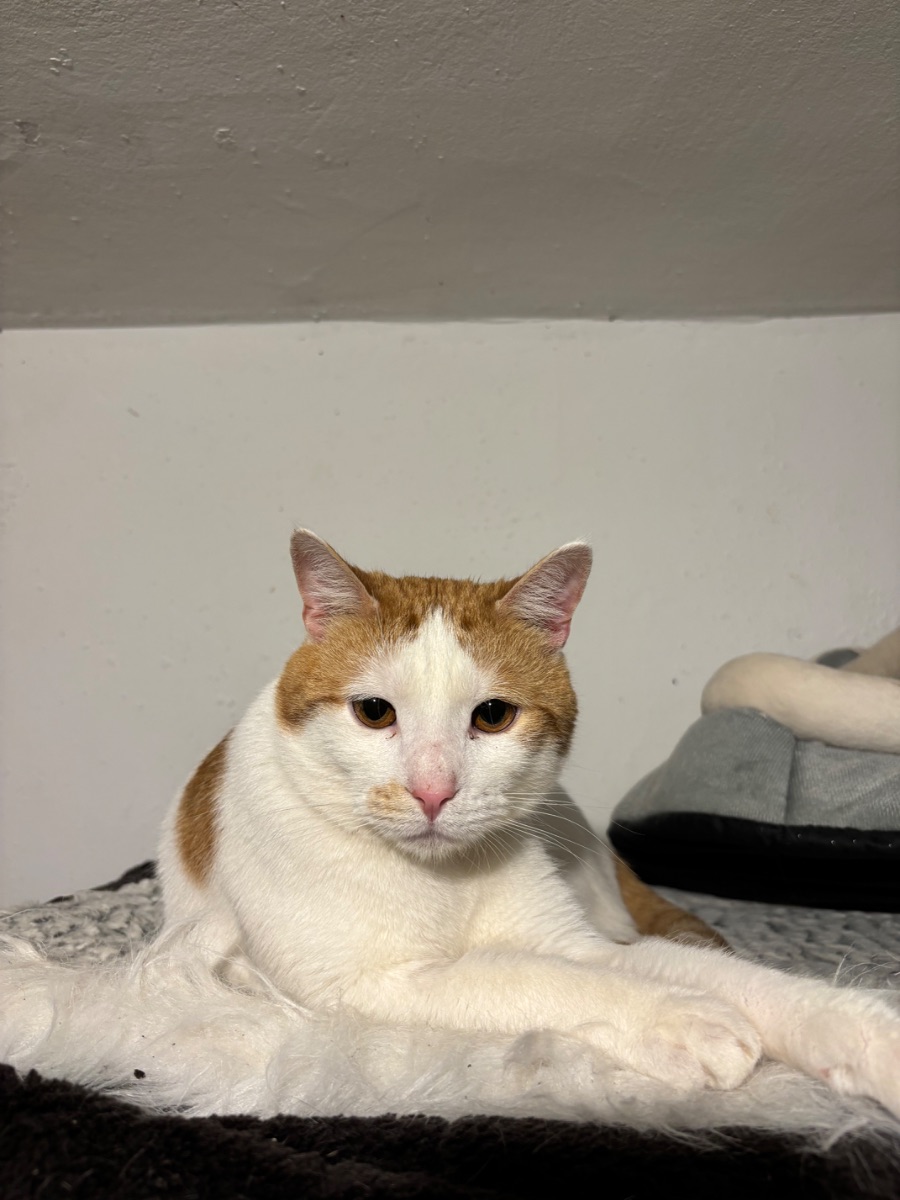 Répa - 2. miniatűr