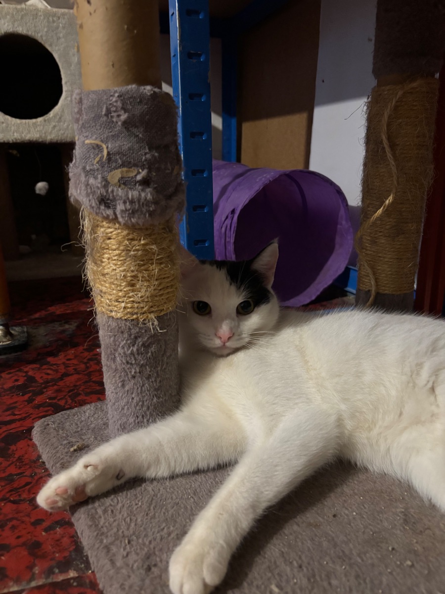 Kefir - 2. miniatűr