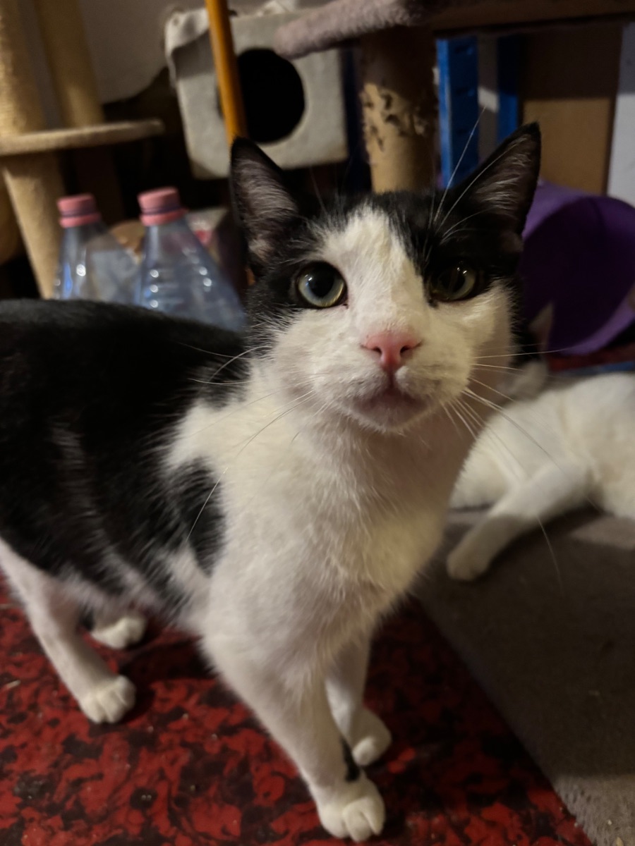 Szamóca - 3. miniatűr