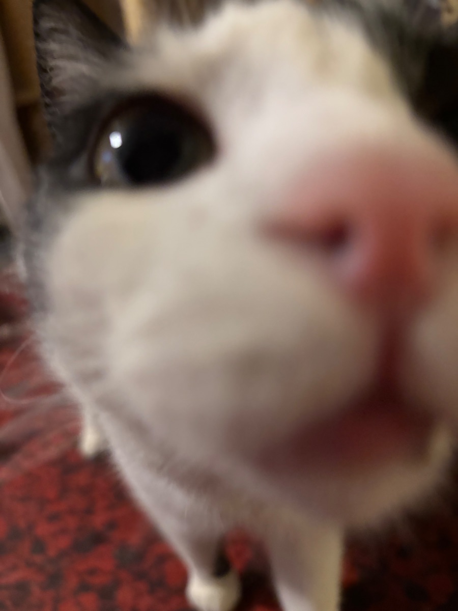 Szamóca - 4. miniatűr