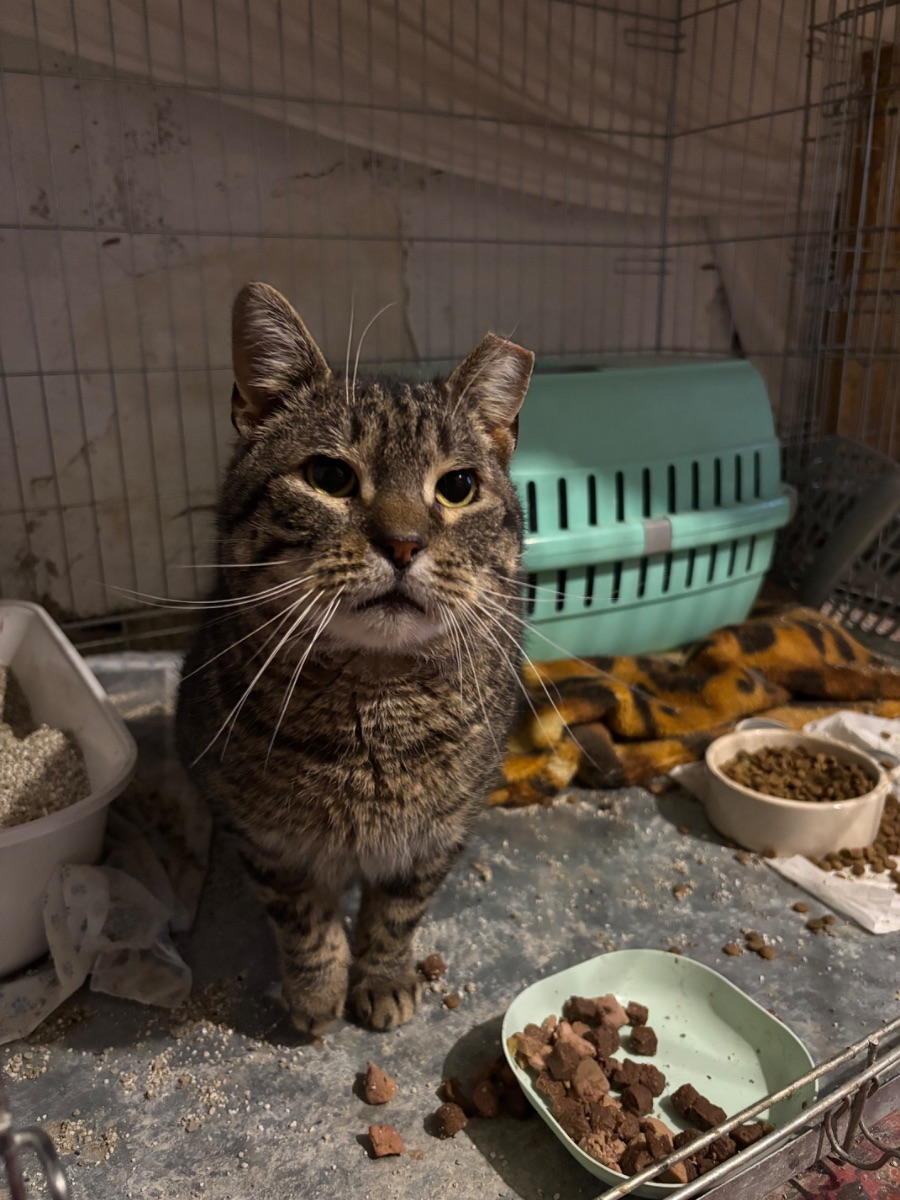 Csupi - 2. miniatűr