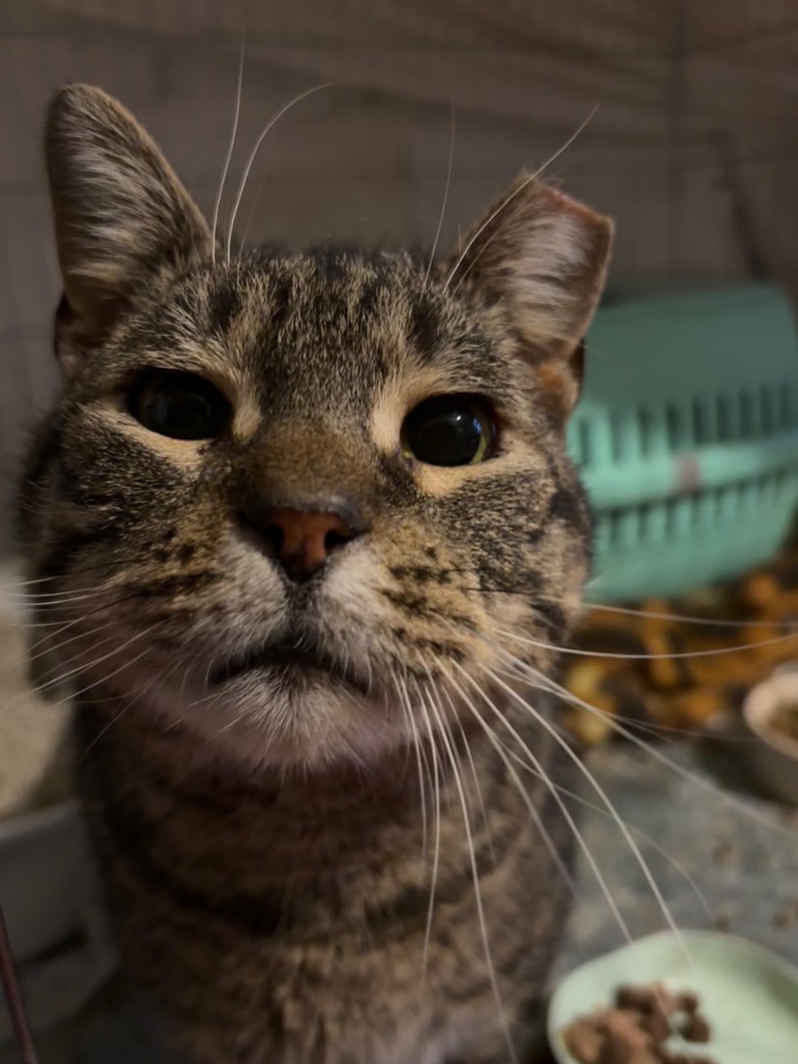 Csupi - 3. miniatűr