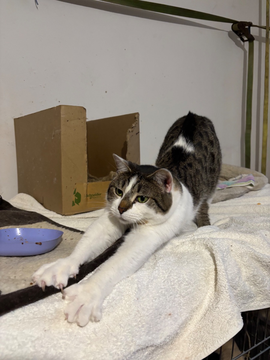 Mamszi - 3. miniatűr