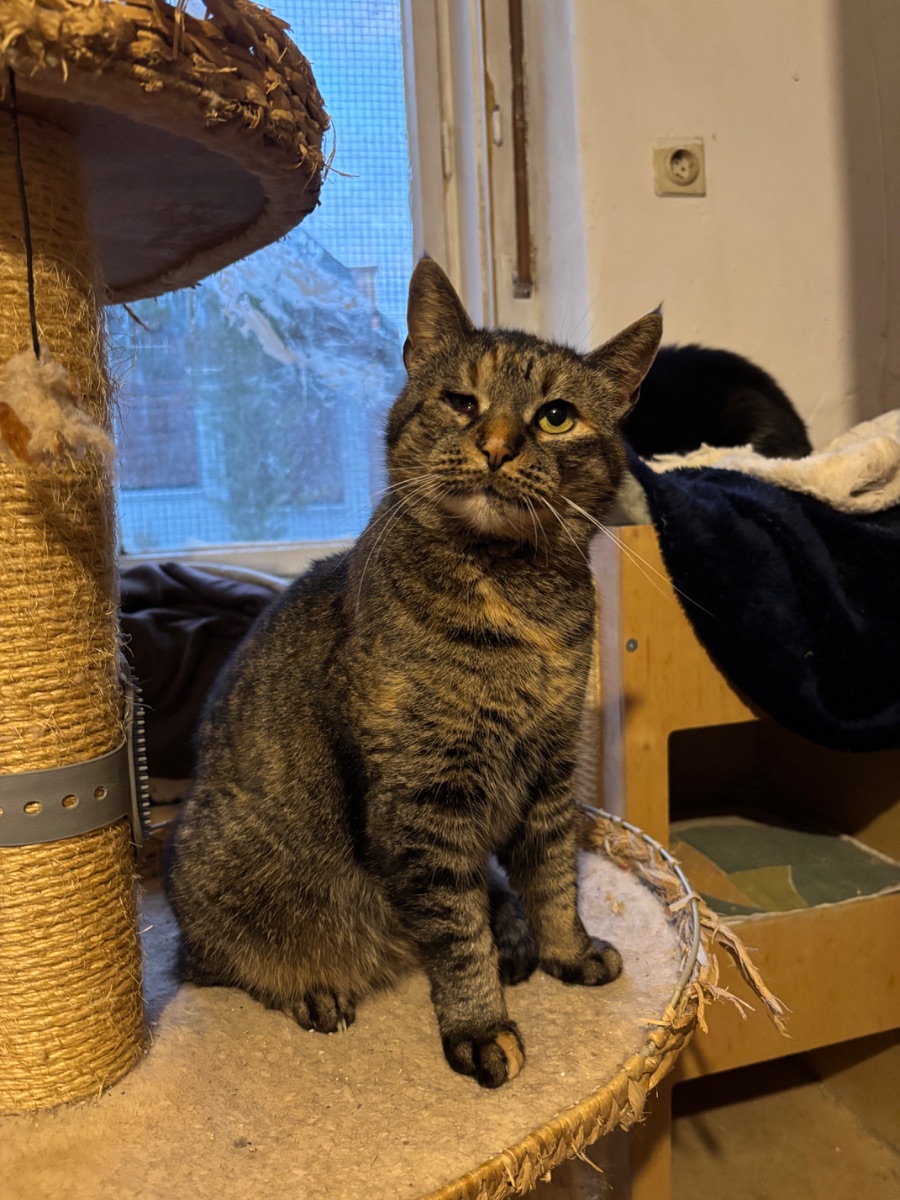 Strédi - 2. miniatűr