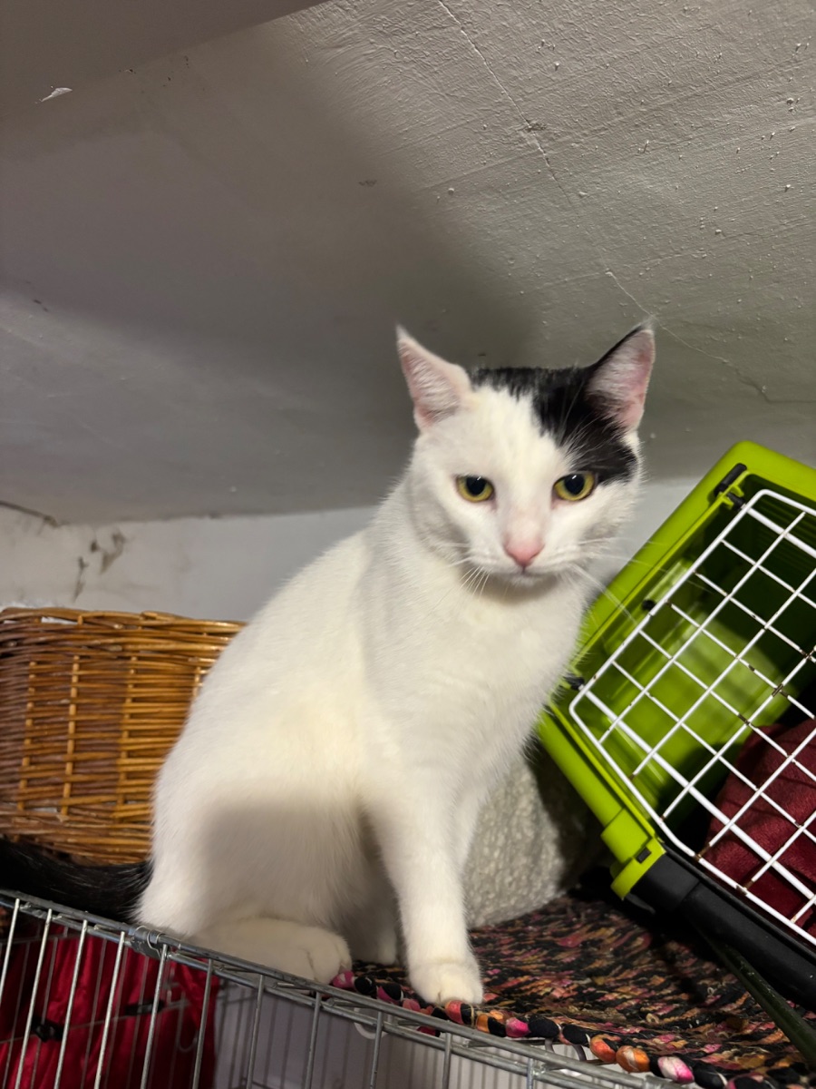 Kefir - 3. miniatűr