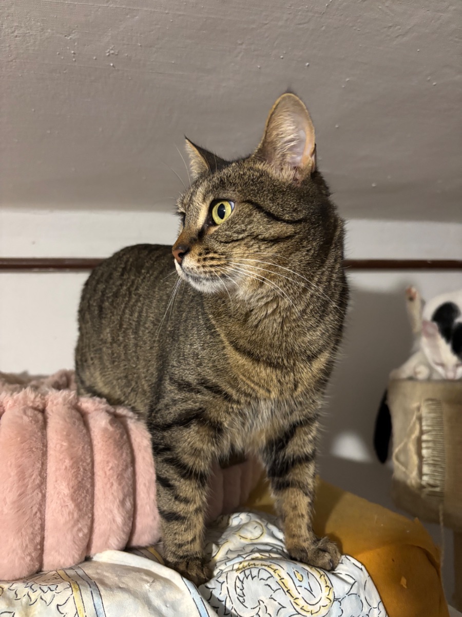 Füzike - 3. miniatűr