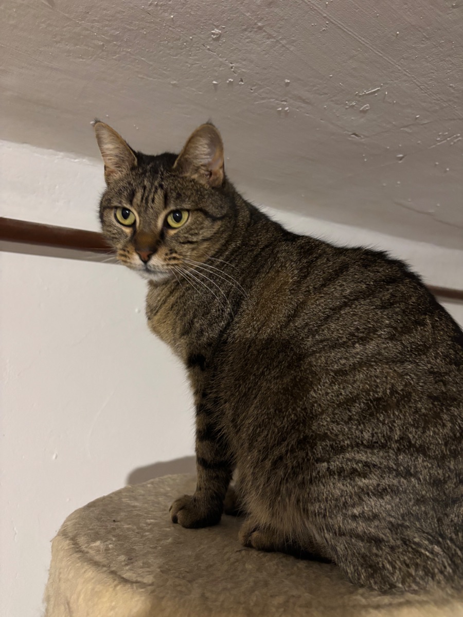 Füzike - 2. miniatűr