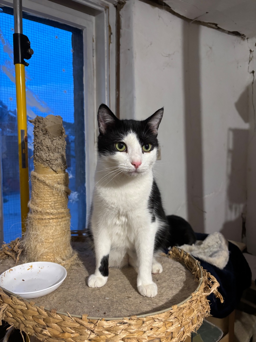 Szamóca - 2. miniatűr