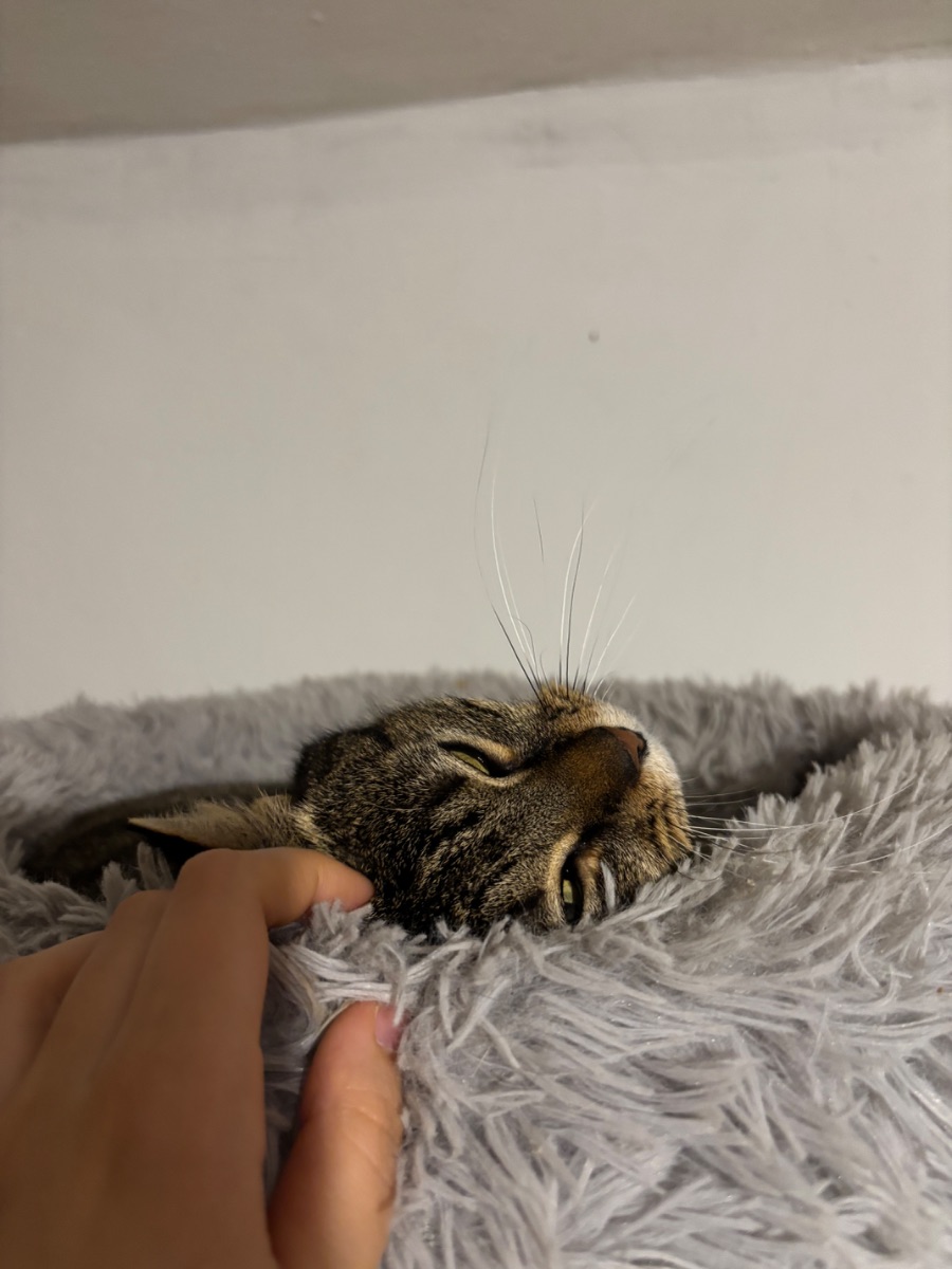 Füzike - 4. miniatűr