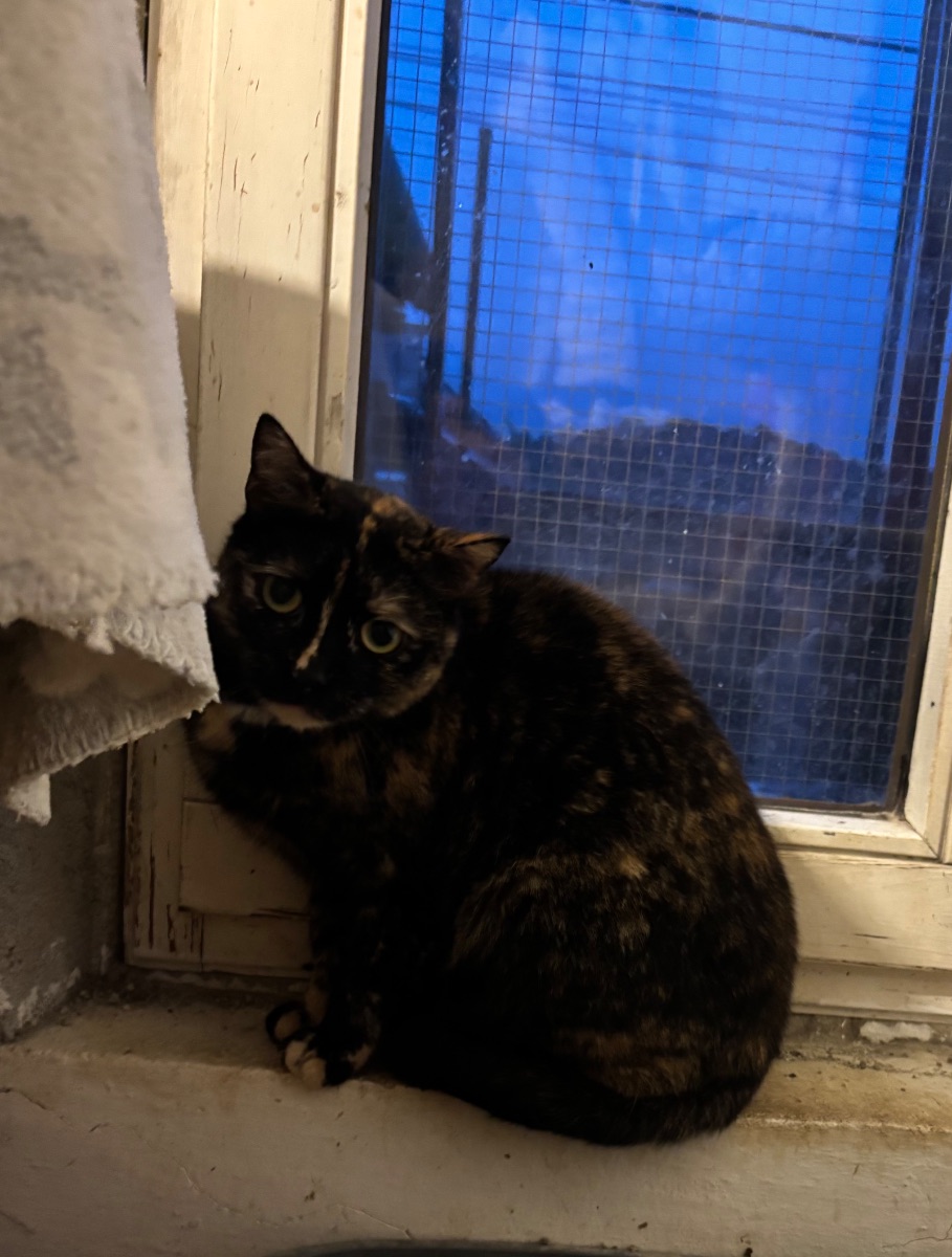 Trilli - 2. miniatűr