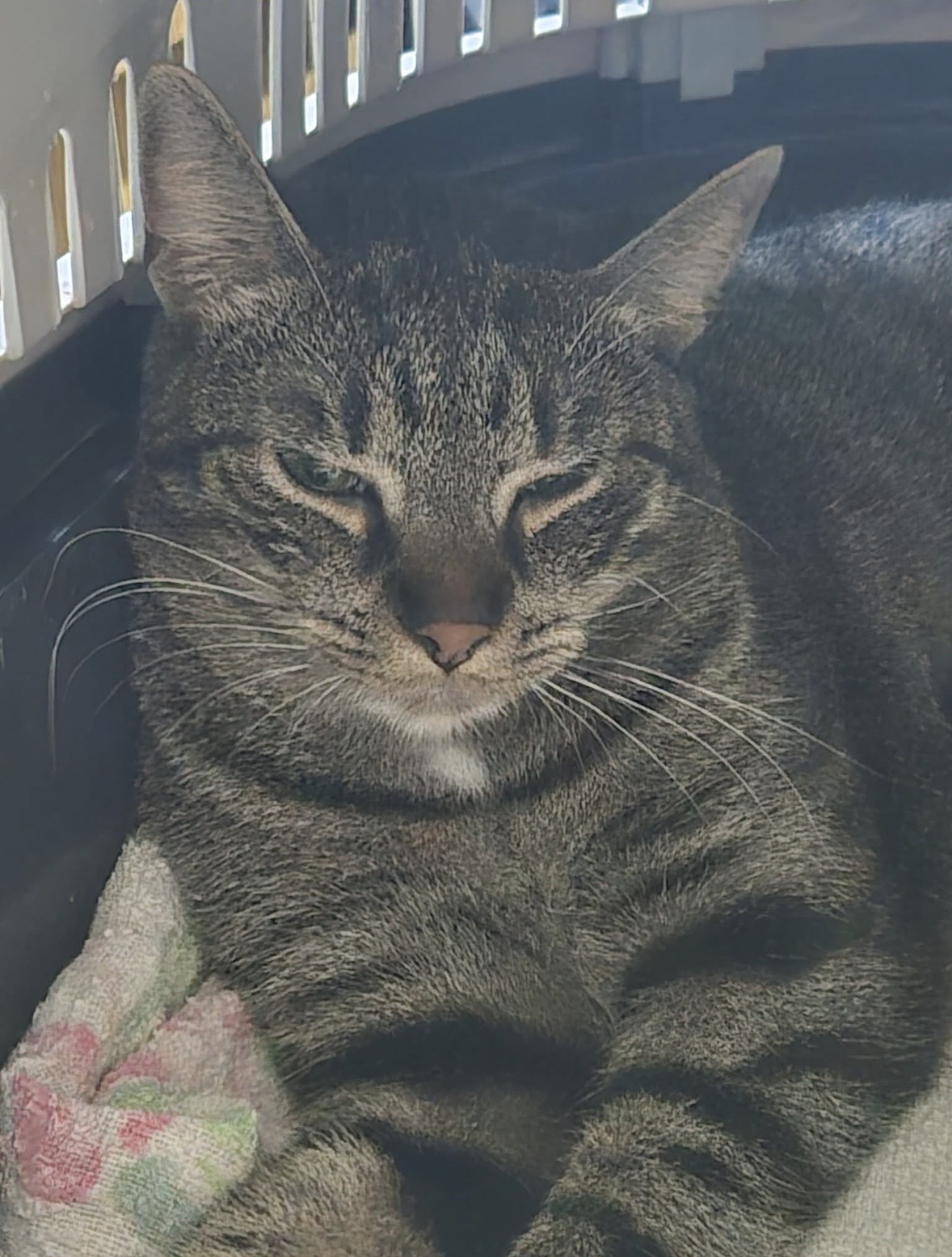 Dorci - 2. miniatűr