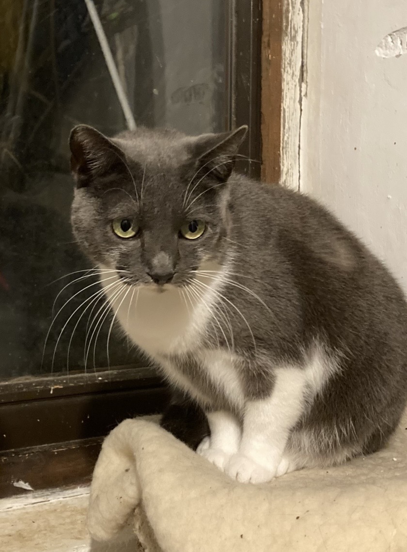 Hamupipőke - 2. miniatűr