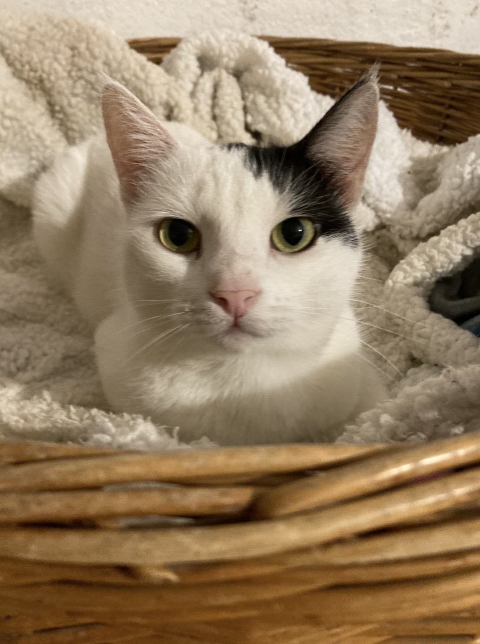 Kefir - 4. miniatűr