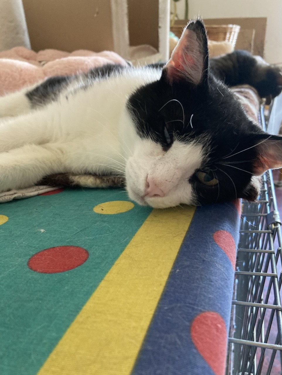 Walter - 2. miniatűr