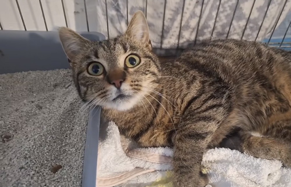 Cimbi - 2. miniatűr