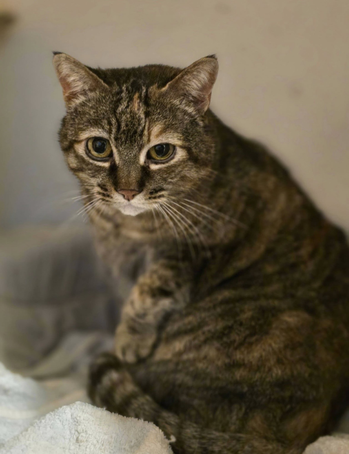 Szemi - 4. miniatűr