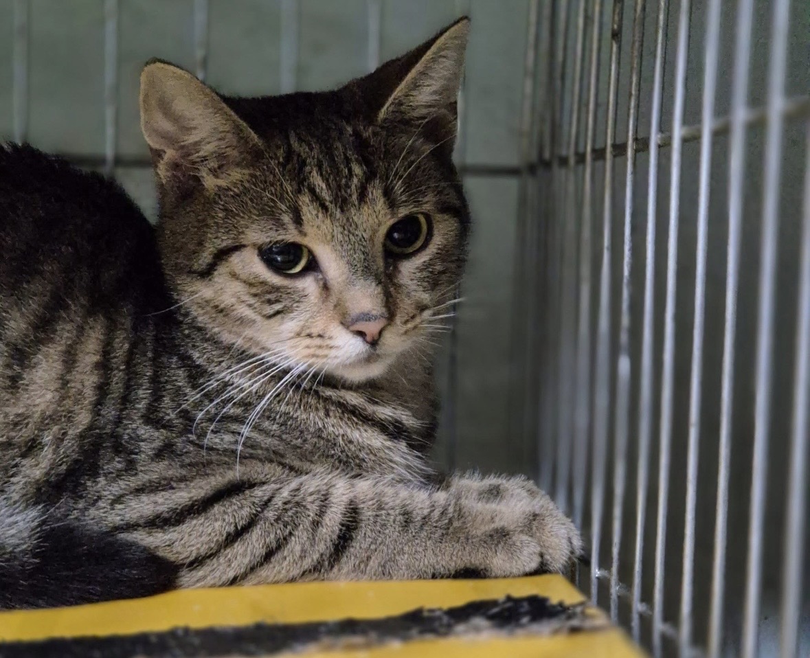 Vacak - 2. miniatűr