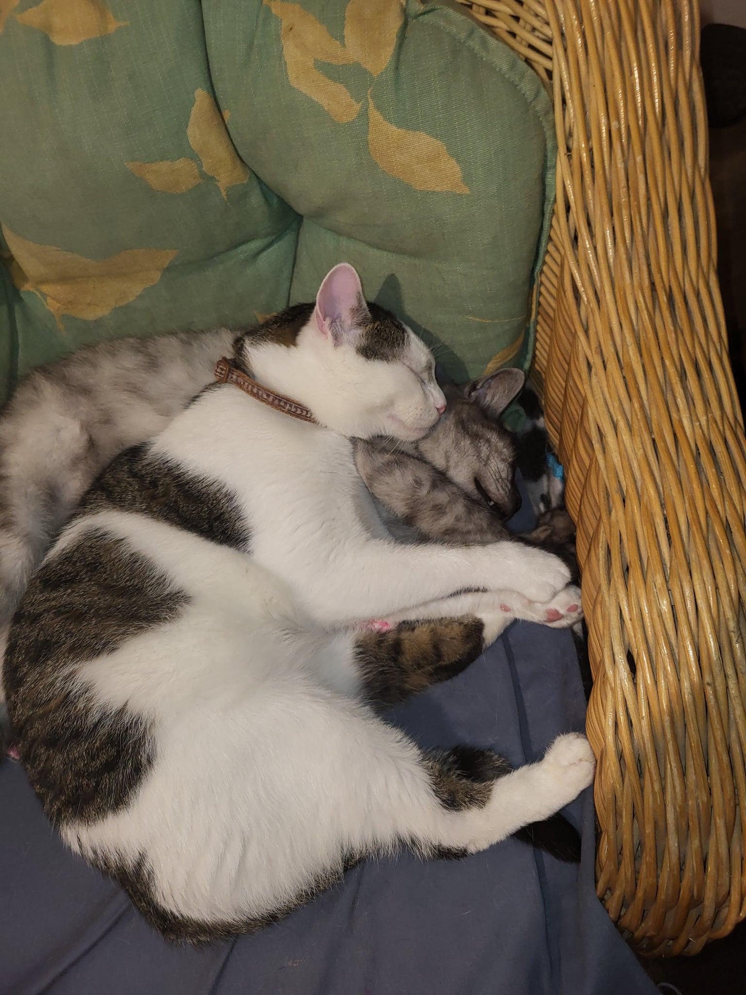 Kókusz - 4. miniatűr