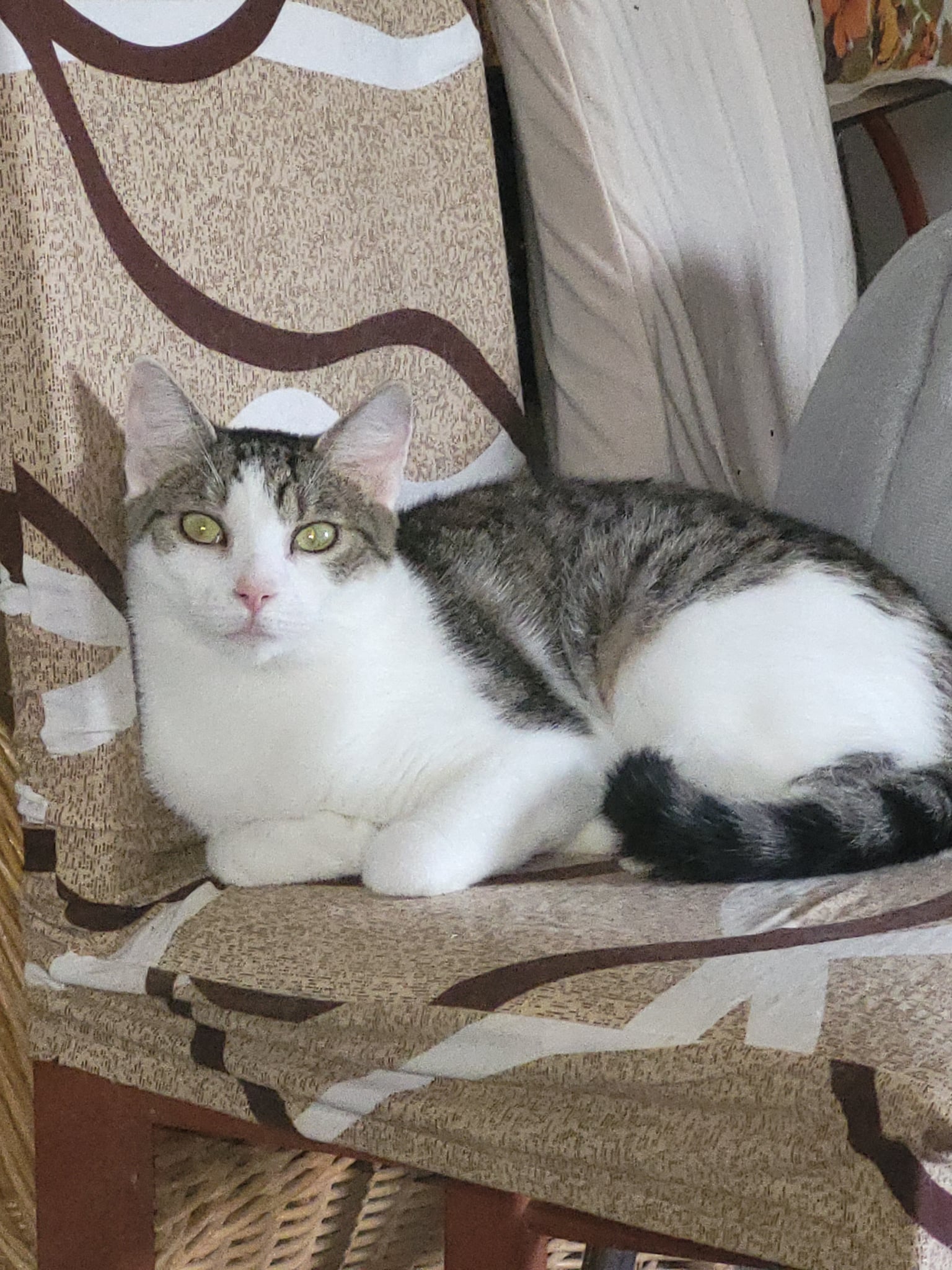 Alina - 2. miniatűr