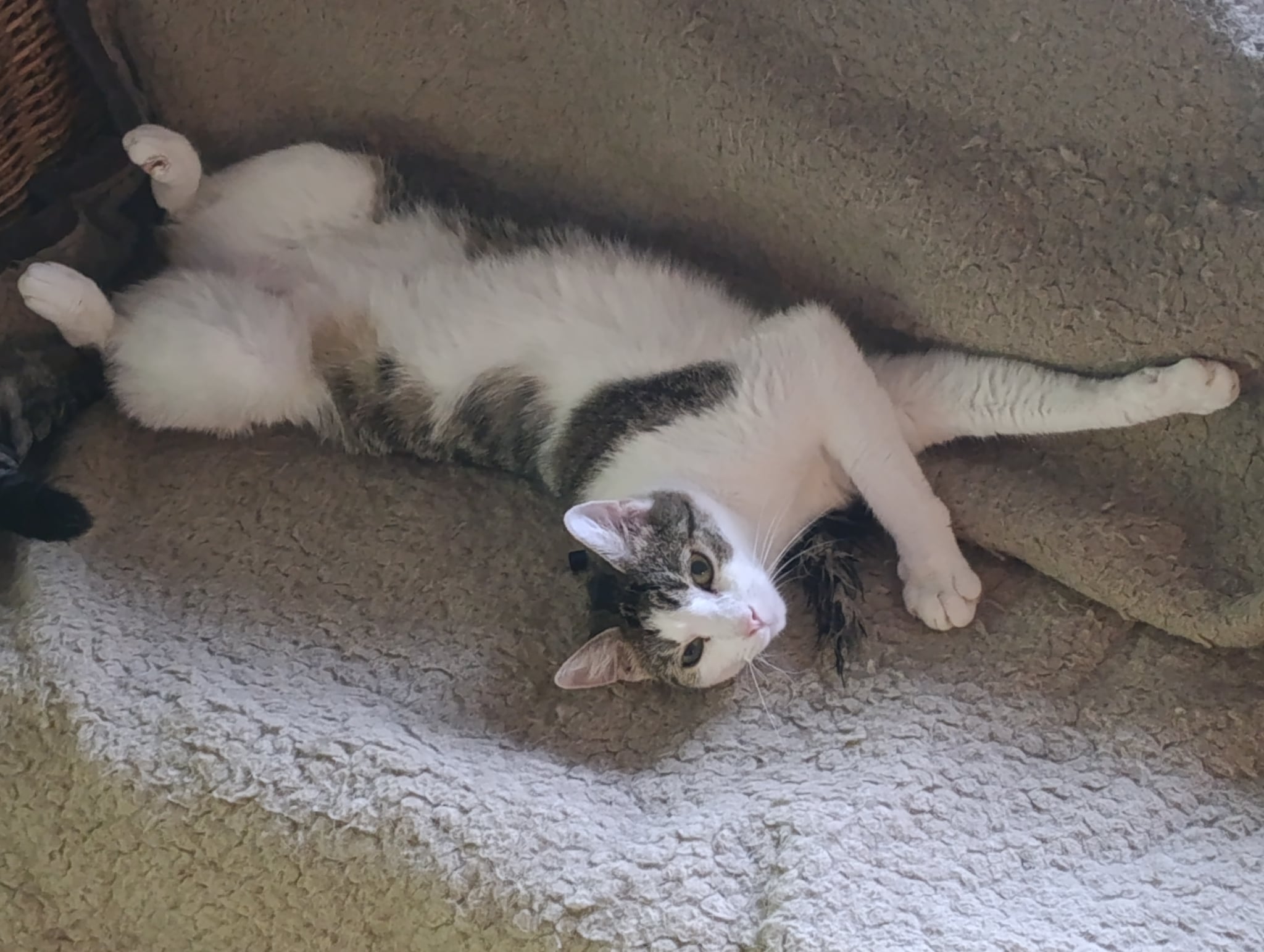 Alina - 4. miniatűr