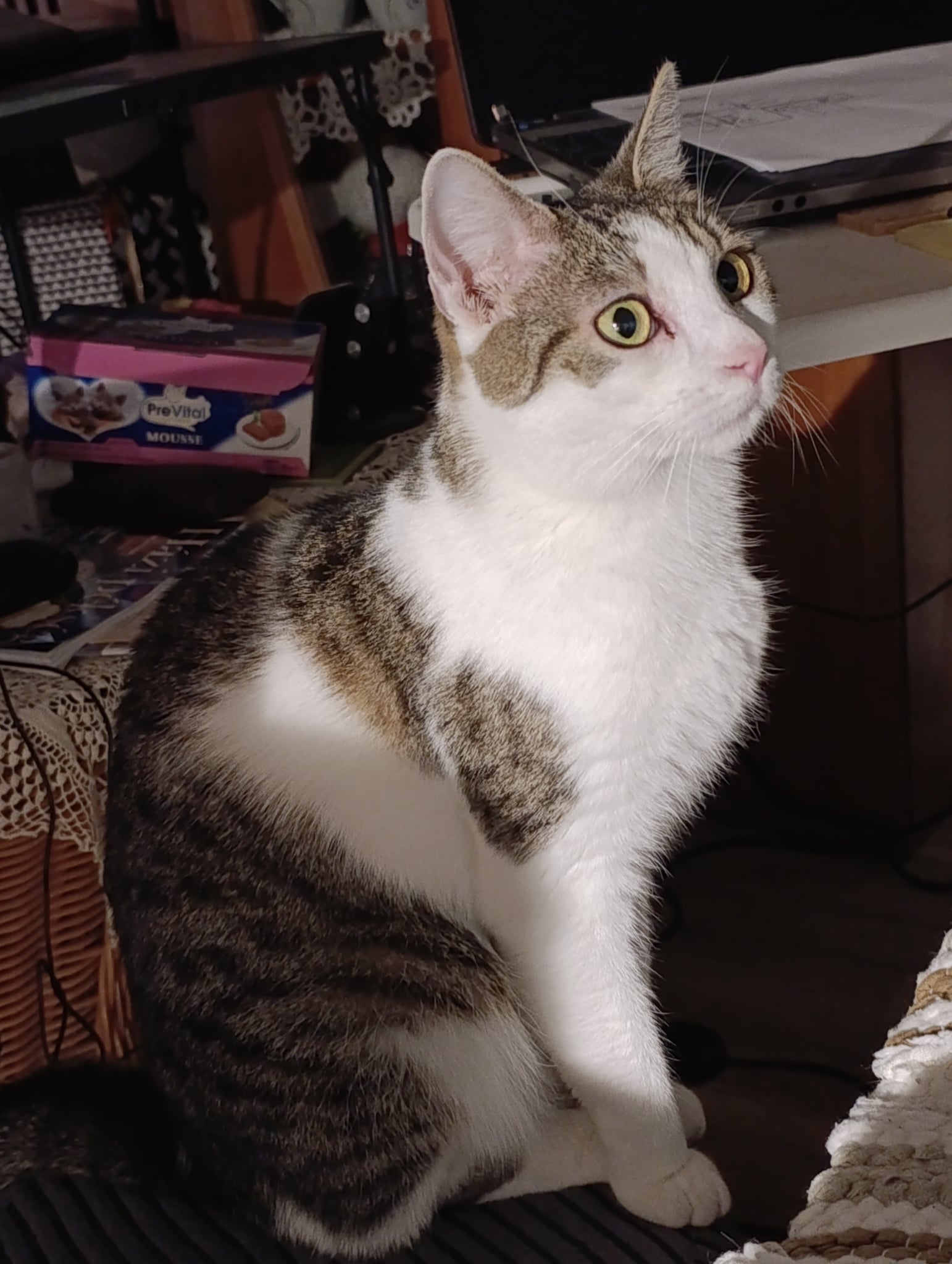 Alina - 3. miniatűr