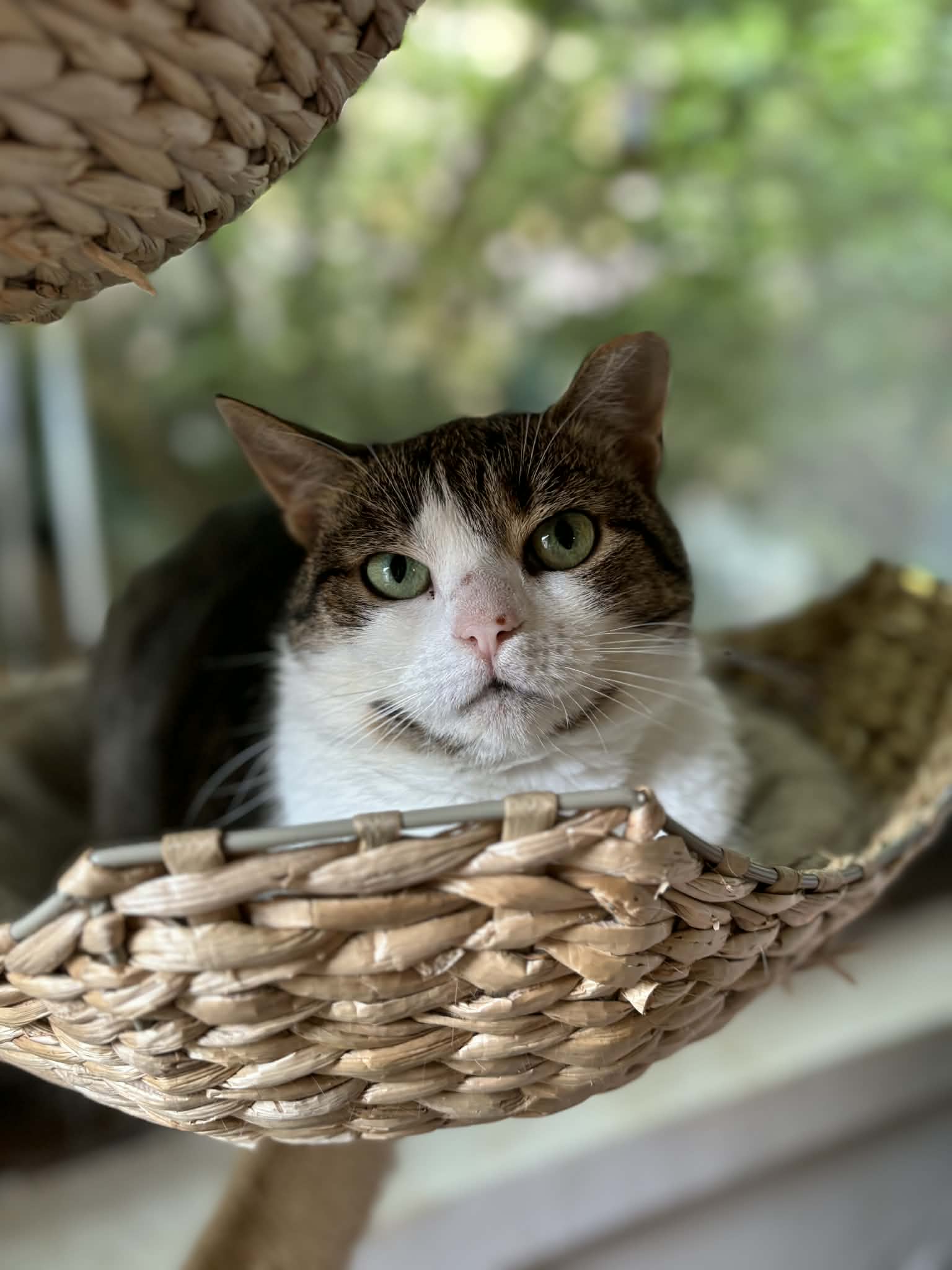 Rozi