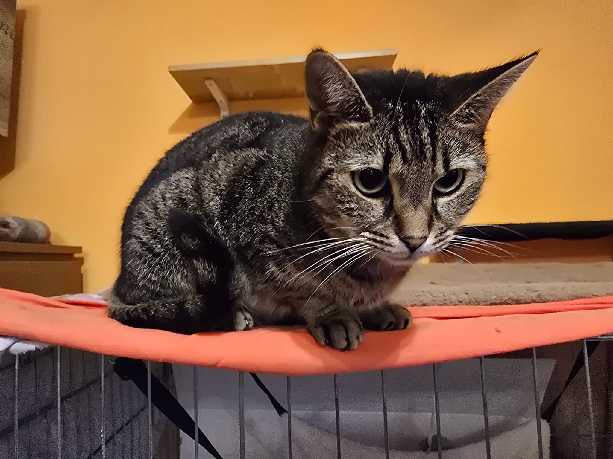 Lüszi - 2. miniatűr