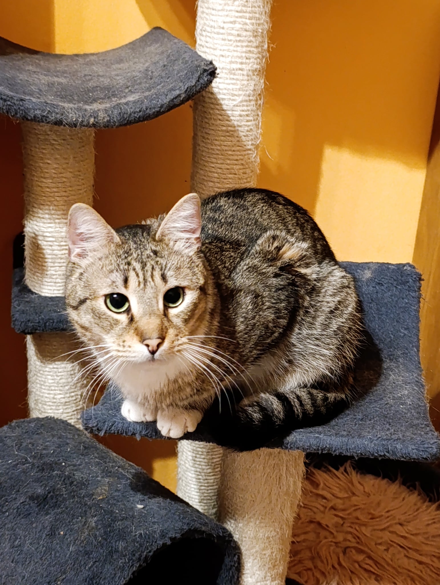 Armani - 2. miniatűr