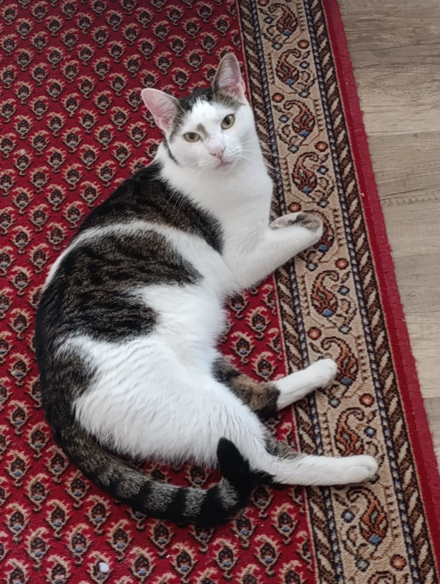 Kókusz - 2. miniatűr