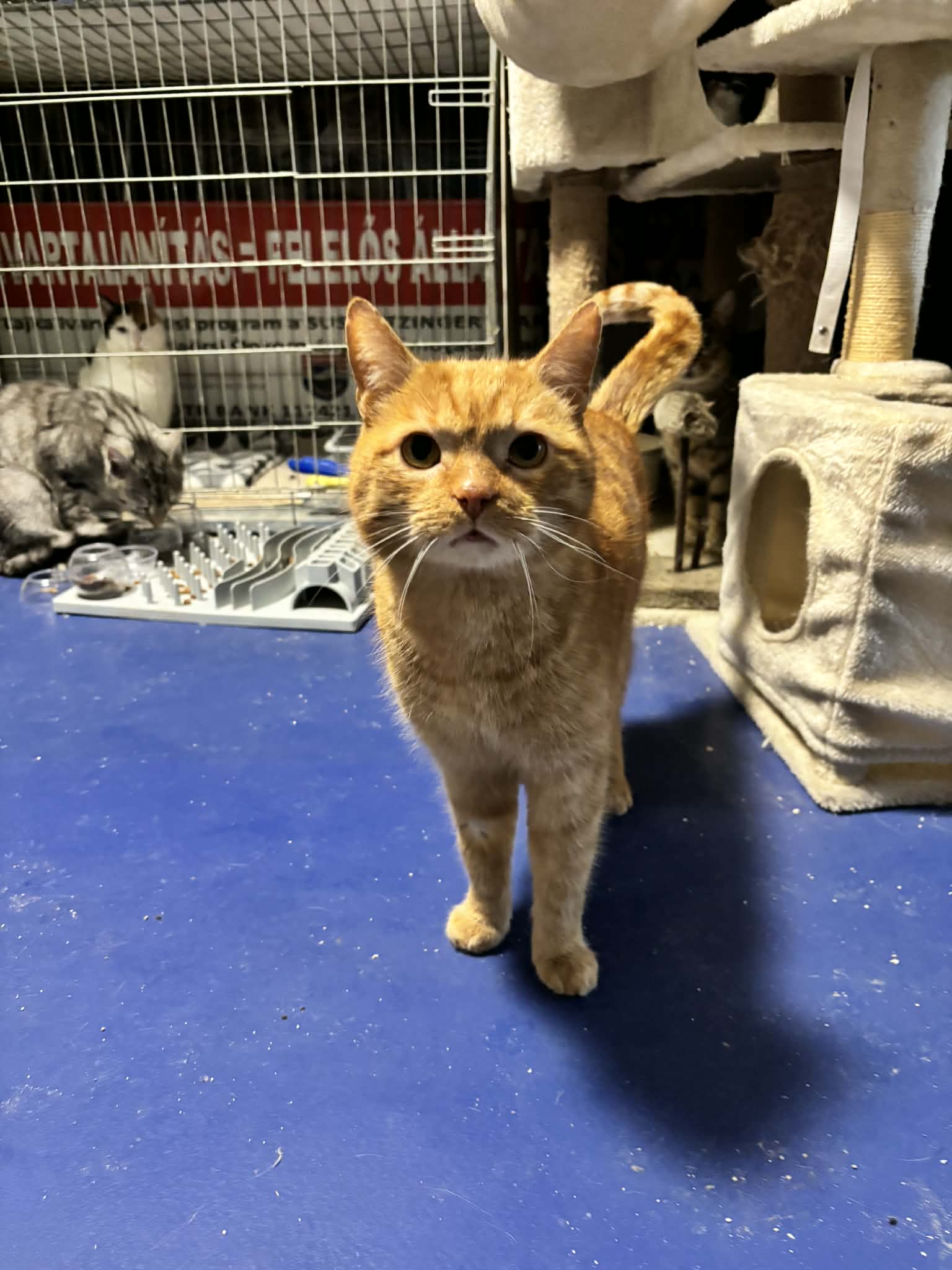 Garfield - 5. miniatűr