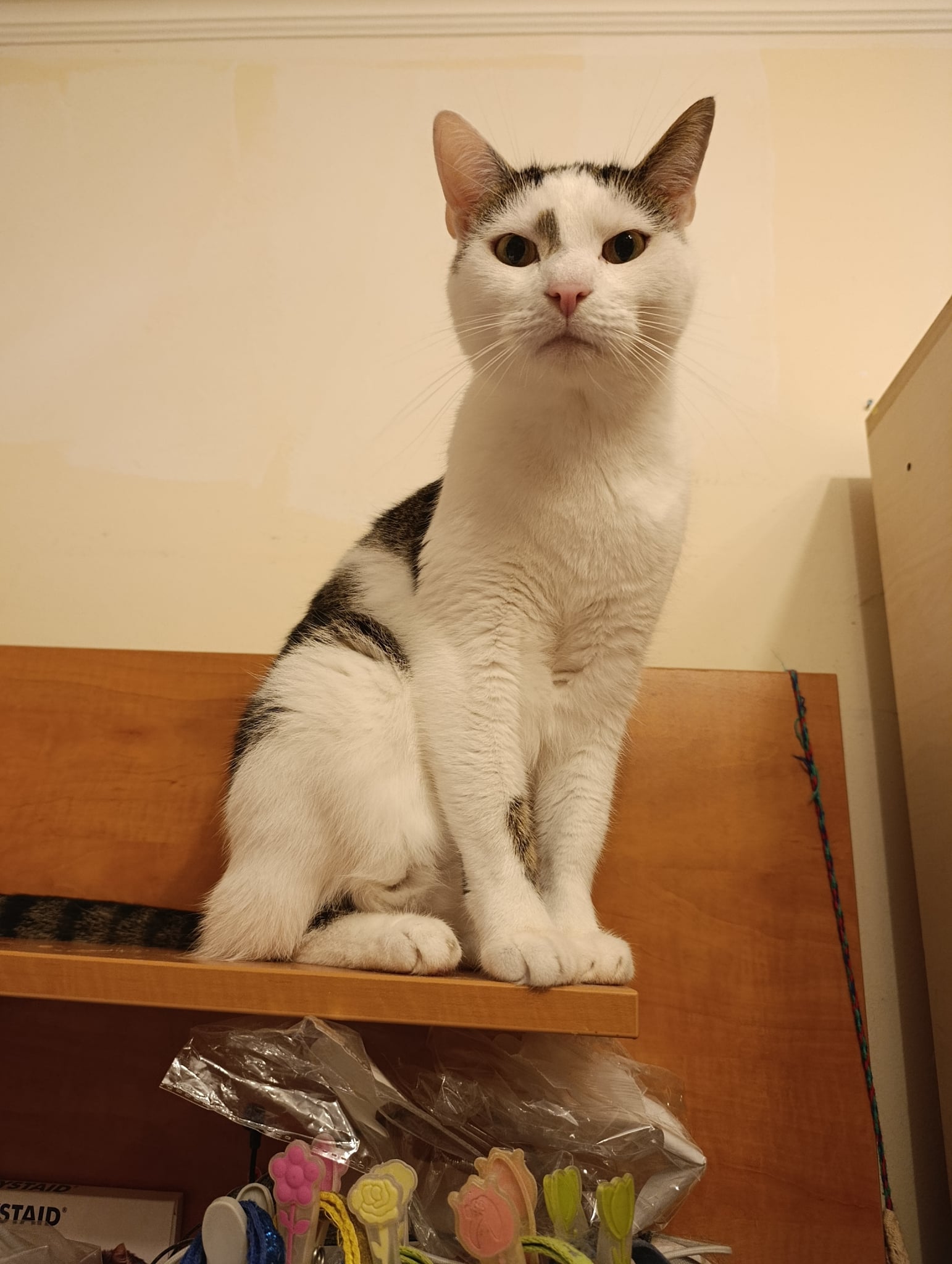 Kókusz - 3. miniatűr